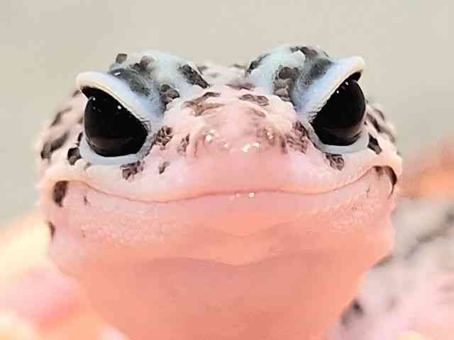 ヒョウモントカゲモドキ