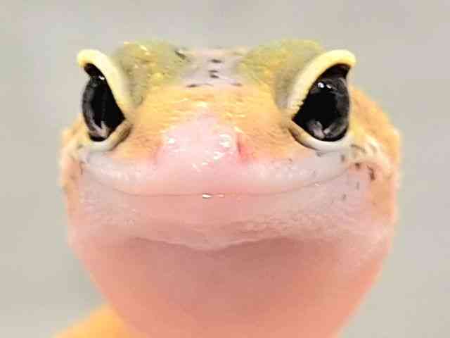 ヒョウモントカゲモドキ