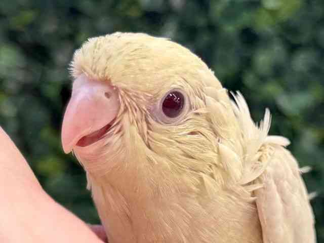 
                    サザナミインコ