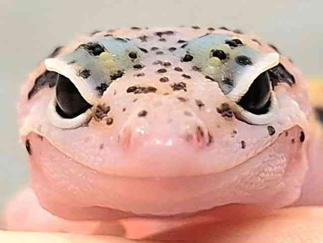 ヒョウモントカゲモドキ
