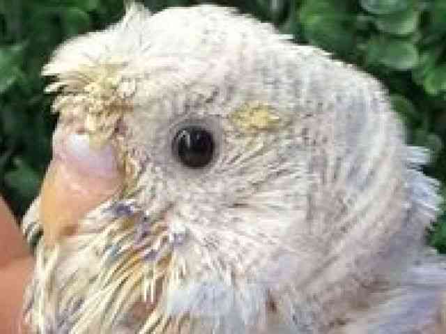 
                    羽衣セキセイインコ