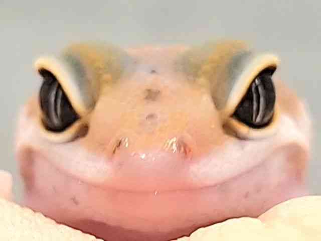 ヒョウモントカゲモドキ