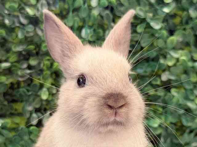 
                    ミニウサギ