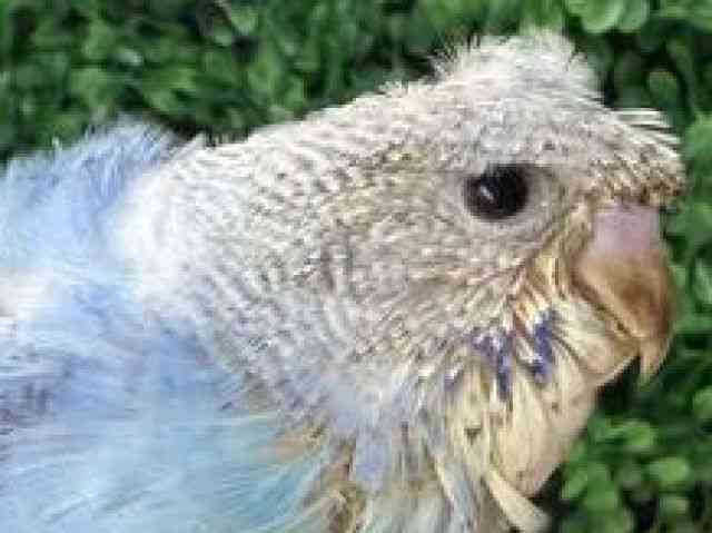 
                    羽衣セキセイインコ