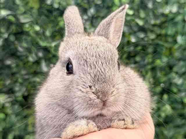 
                    ミニウサギ