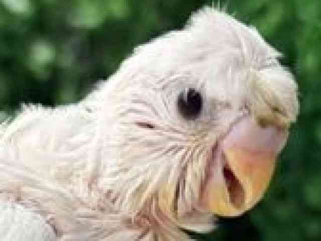 
                    羽衣セキセイインコ