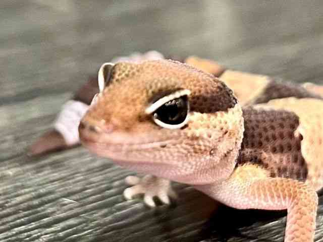 ニシアフリカトカゲモドキ
