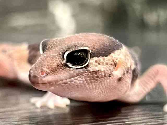 ニシアフリカトカゲモドキ