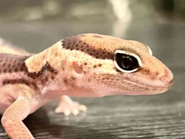 ニシアフリカトカゲモドキ