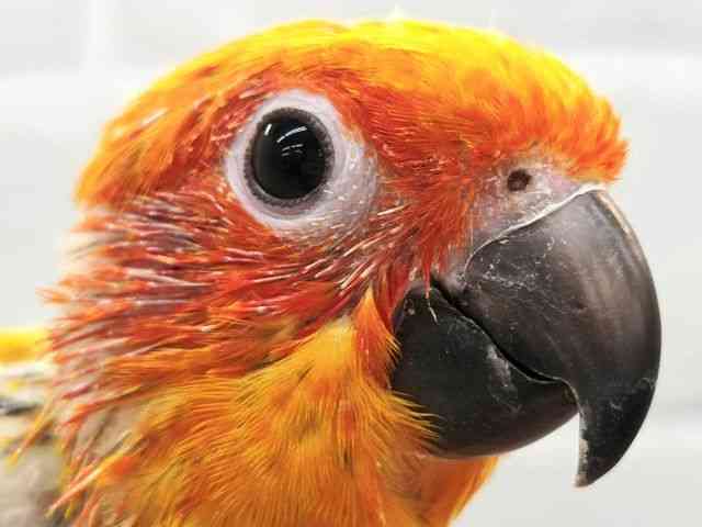 
                    コガネメキシコインコ