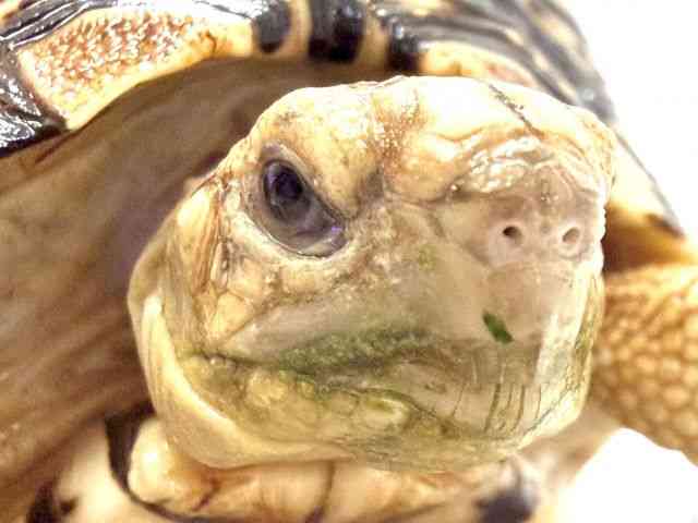 ヒョウモンガメ