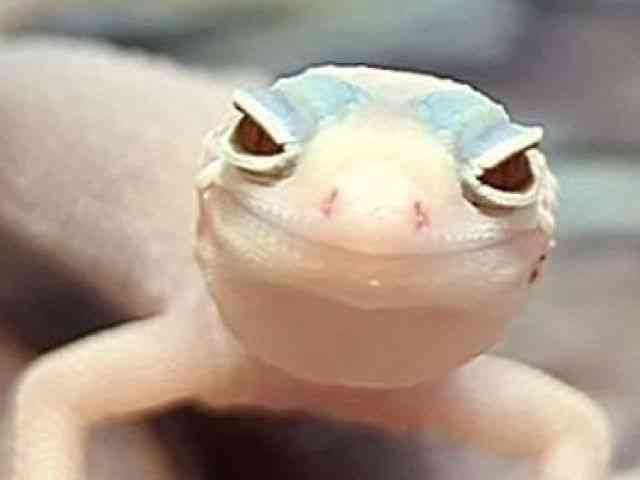 ヒョウモントカゲモドキ