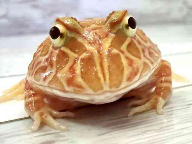 クランウェルツノガエル