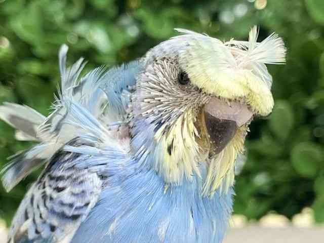 
                    羽衣セキセイインコ