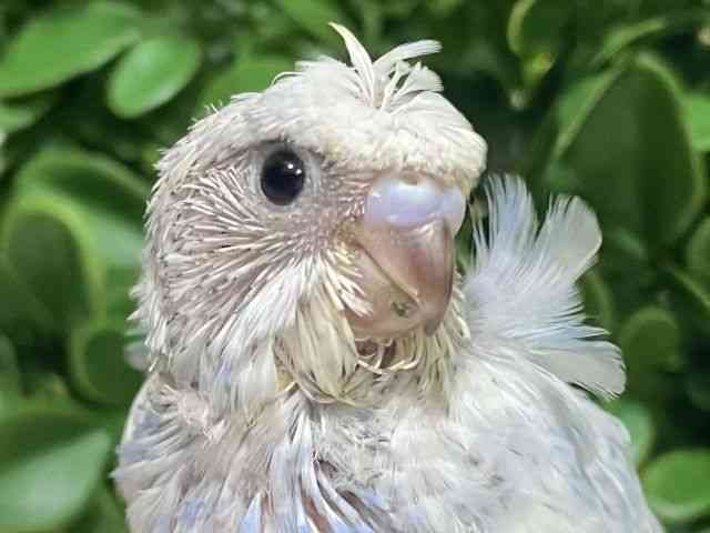 
                    羽衣セキセイインコ