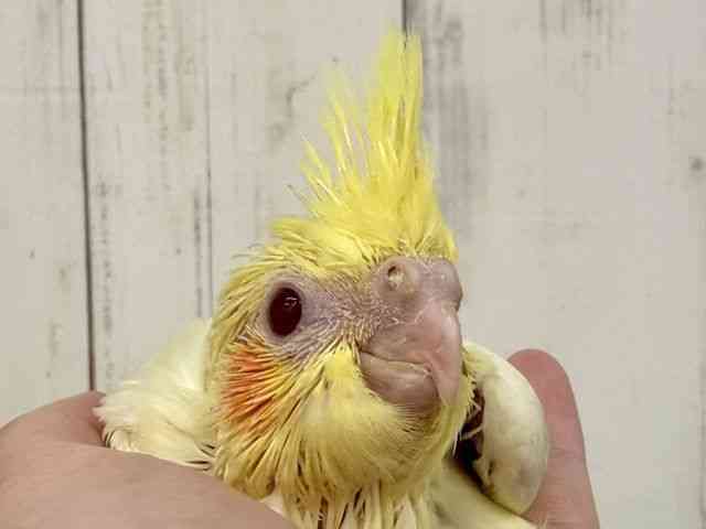 
                    オカメインコ