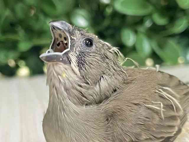 
                    キンカチョウ