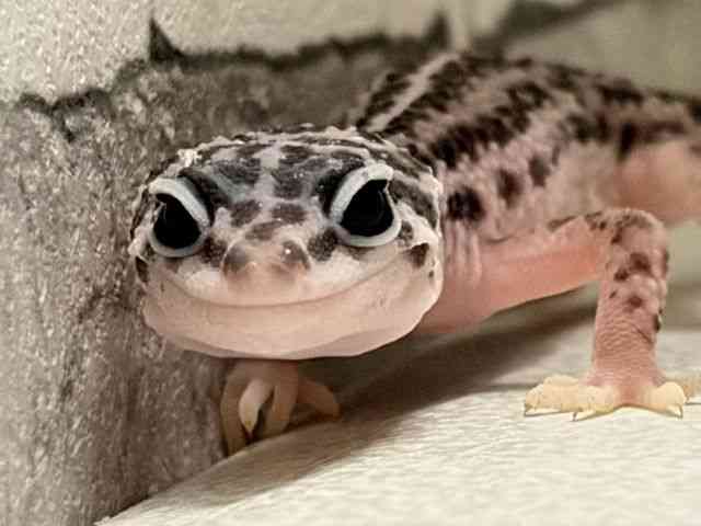 ヒョウモントカゲモドキ