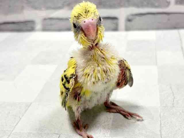 
                    セキセイインコ