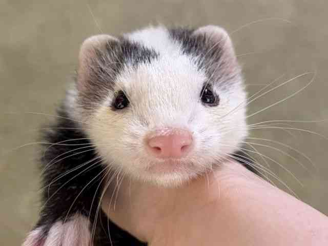 
                    マーシャル