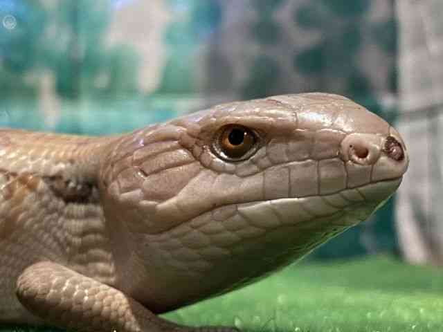 アオジタトカゲ