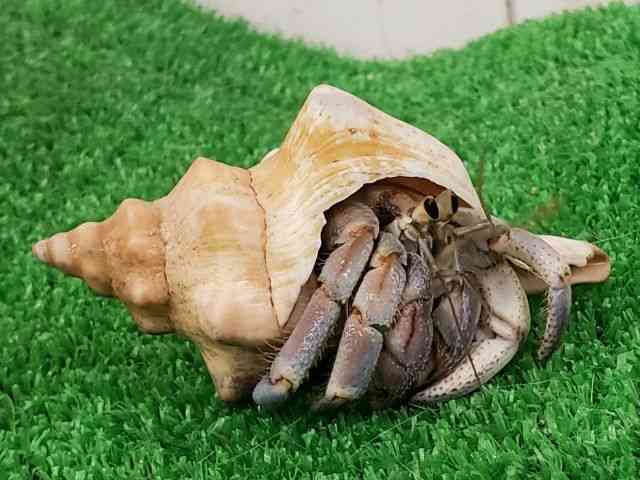 オカヤドカリ