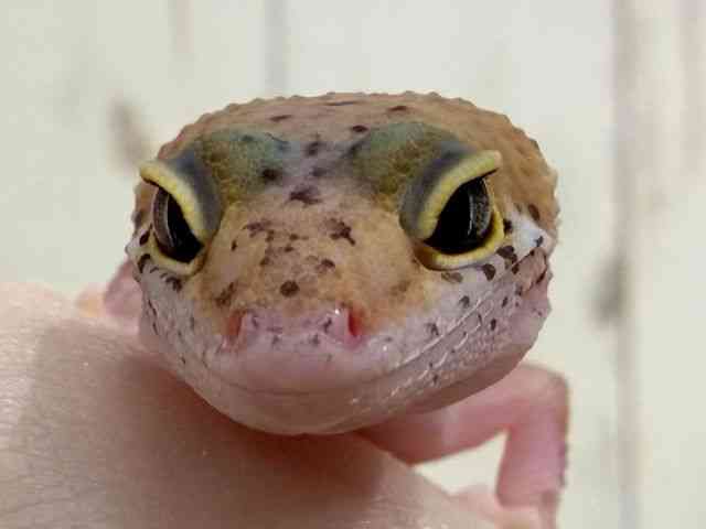 ヒョウモントカゲモドキ