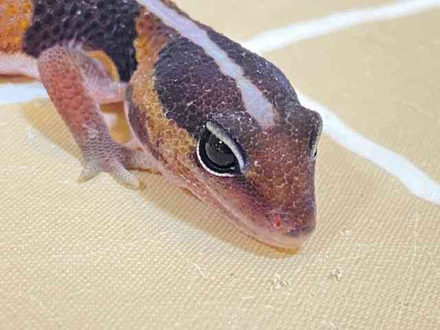 ニシアフリカトカゲモドキ