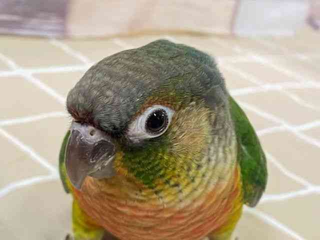 
                    ワキコガネイロウロコインコ