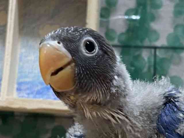 
                    ボタンインコ