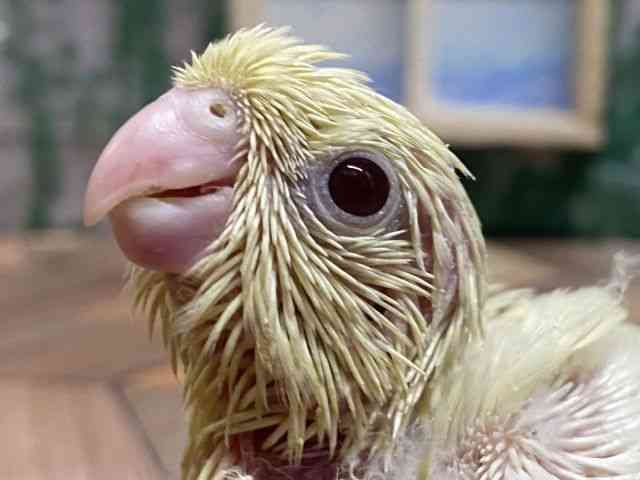 
                    サザナミインコ