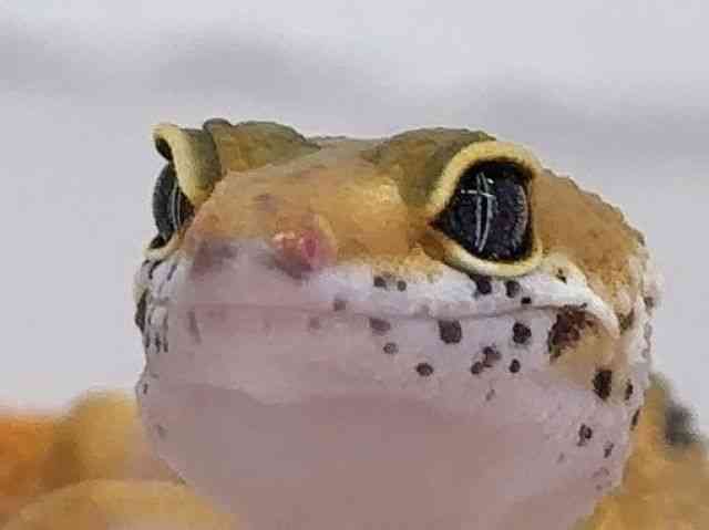 ヒョウモントカゲモドキ
