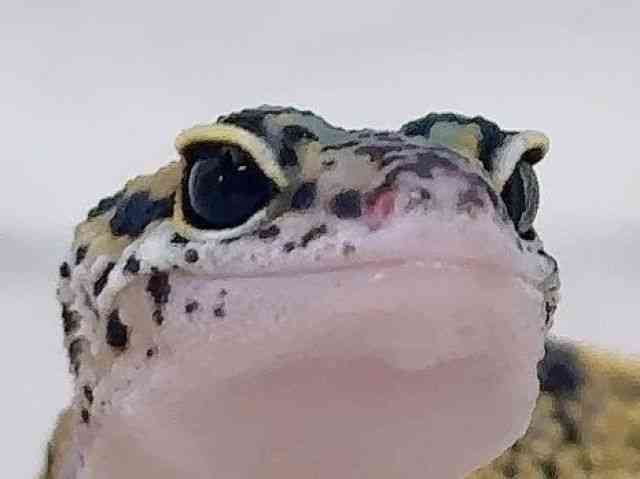 ヒョウモントカゲモドキ