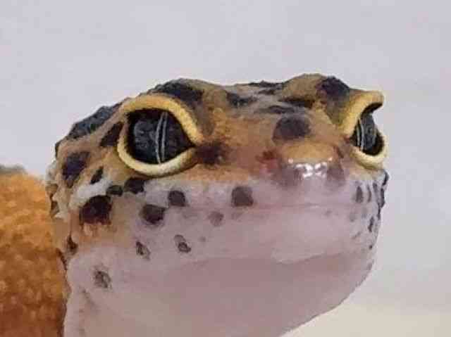 ヒョウモントカゲモドキ
