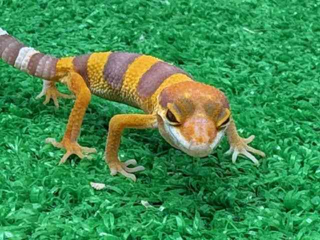 ヒョウモントカゲモドキ