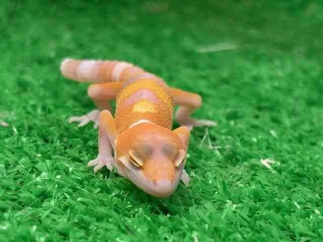ヒョウモントカゲモドキ