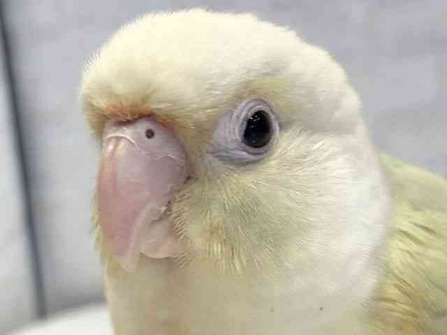 
                    ホオミドリアカオウロコインコ