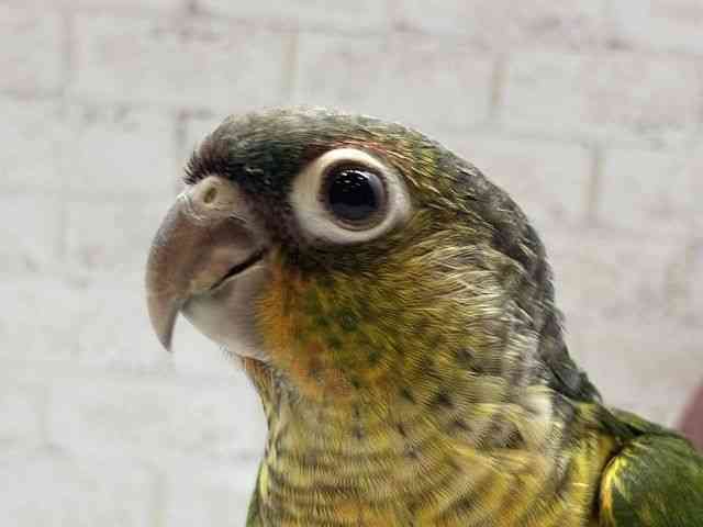 
                    ワキコガネイロウロコインコ