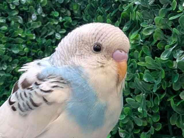 
                    セキセイインコ
