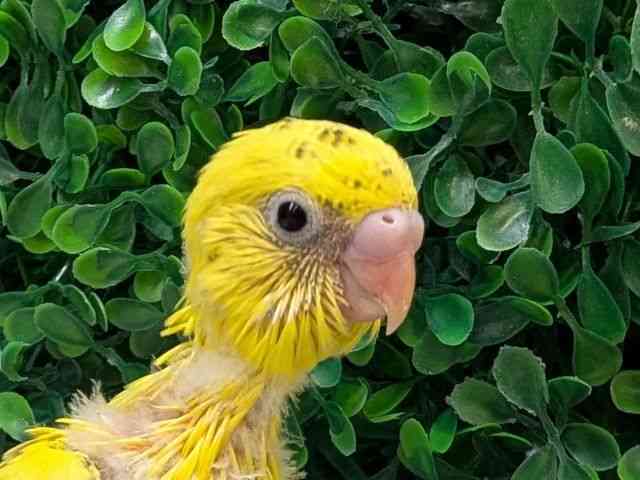 
                    セキセイインコ
