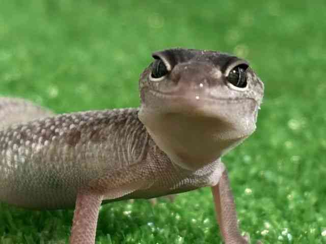 ヒョウモントカゲモドキ