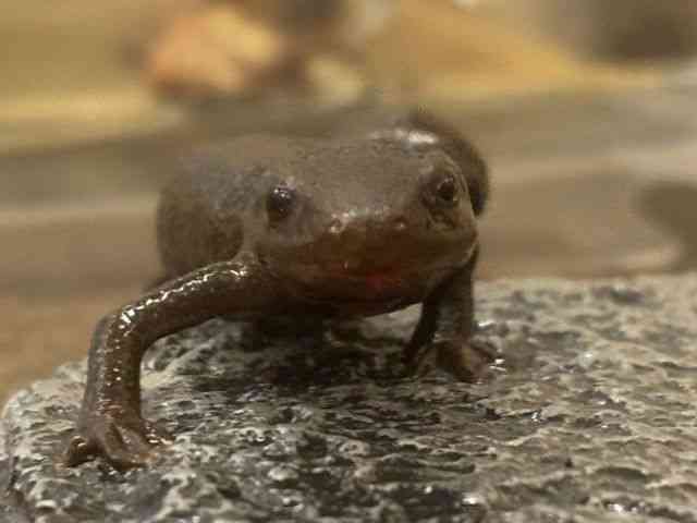 アカハライモリ
