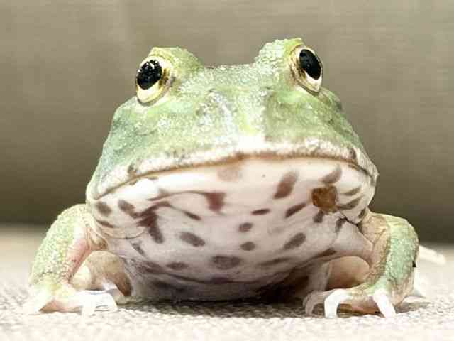 クランウェルツノガエル