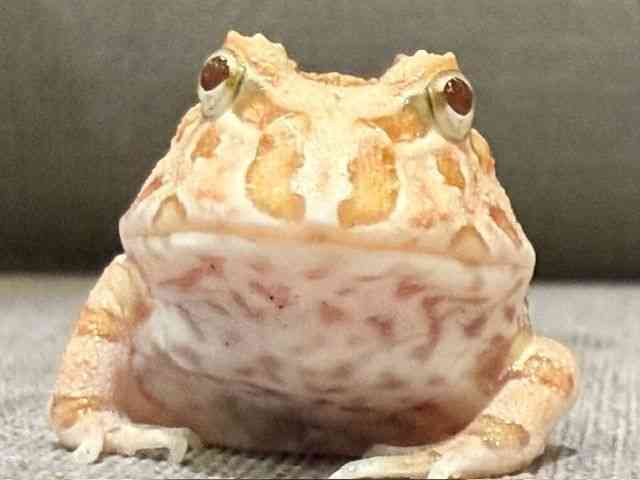 クランウェルツノガエル
