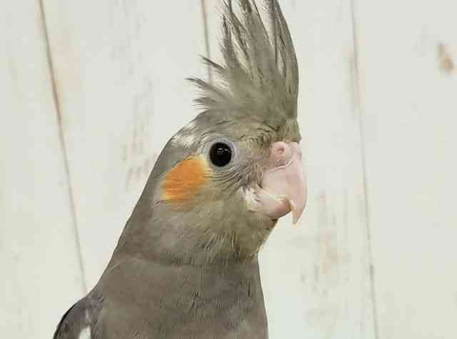 
                    オカメインコ