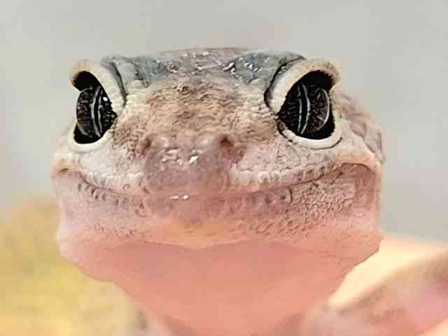 ヒョウモントカゲモドキ
