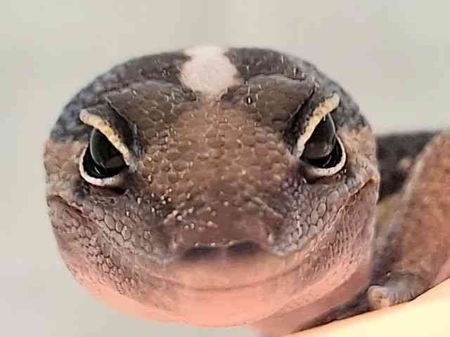 ニシアフリカトカゲモドキ