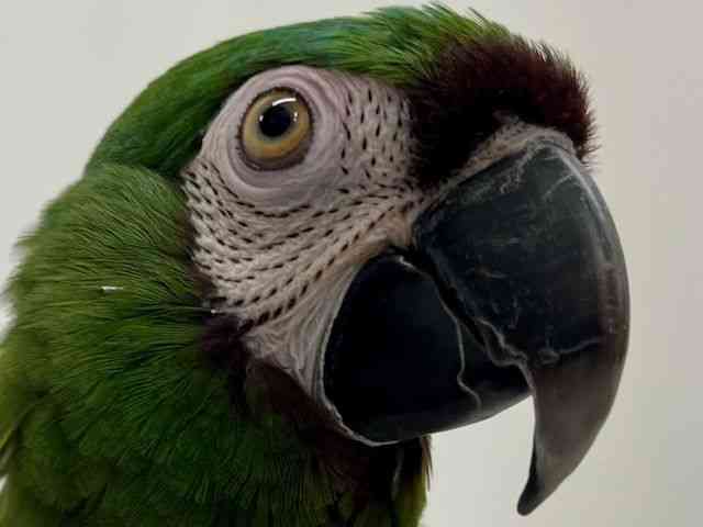 
                    ヒメコンゴウインコ