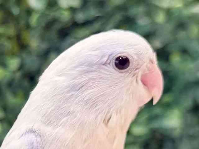 
                    マメルリハ