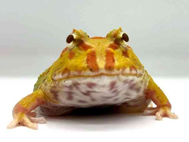 クランウェルツノガエル